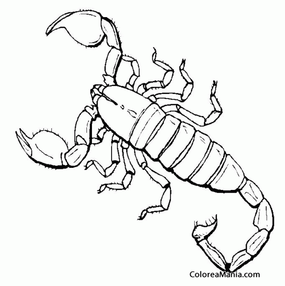 Colorear Escorpión 4 Insectos dibujo para colorear gratis