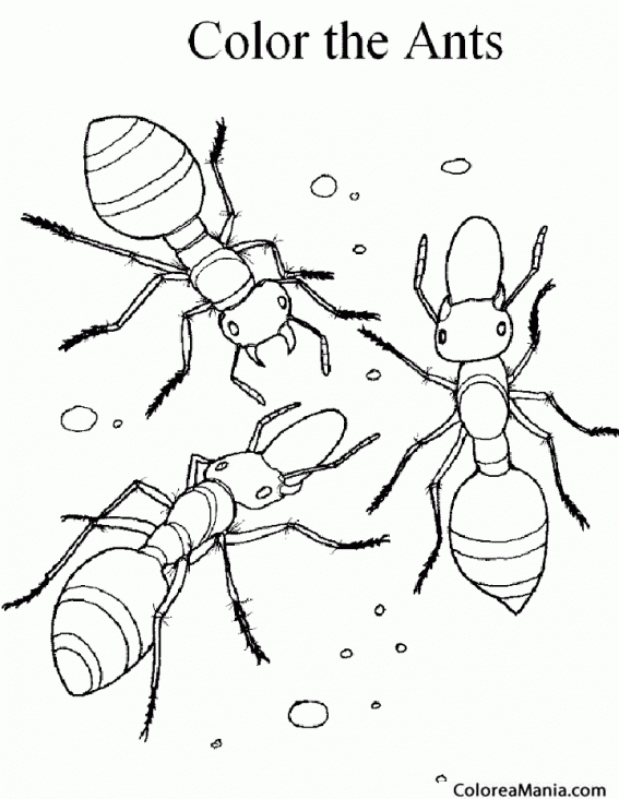 Colorear Tres Hormigas. Three ants