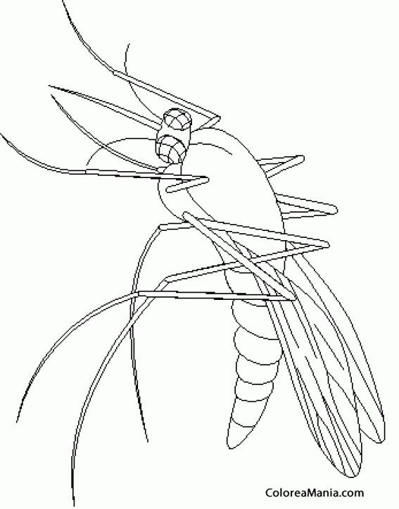 Рисунок комара карандашом