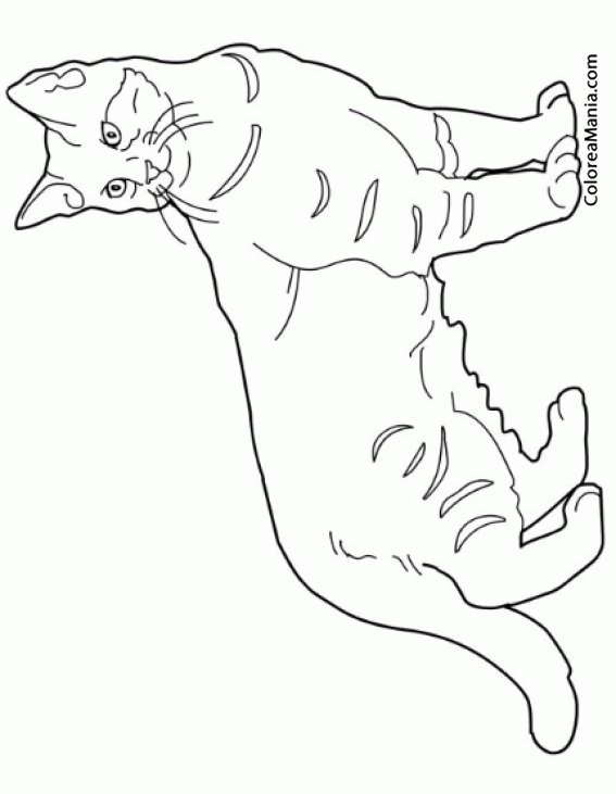 Colorear Gato Pixie Bob Animales Domesticos Dibujo Para Colorear Gratis